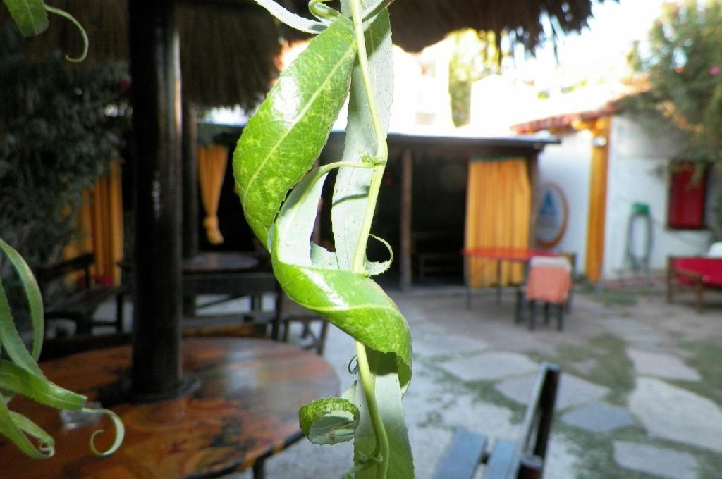 Hostel Mendoza Inn Eksteriør billede